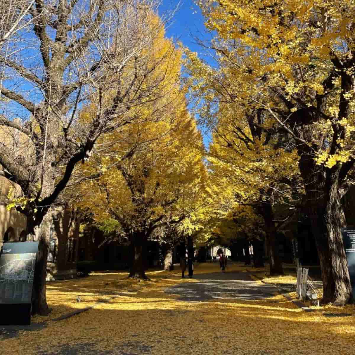 English-taught Master's Program in Japan's best university